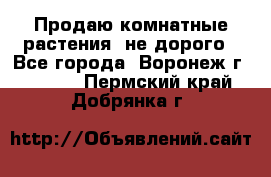 Продаю комнатные растения  не дорого - Все города, Воронеж г.  »    . Пермский край,Добрянка г.